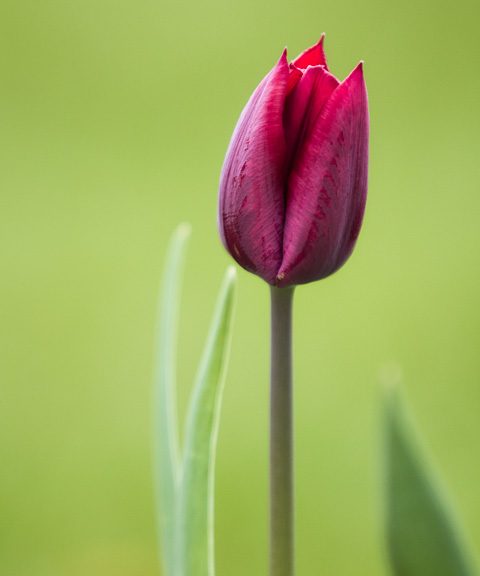 Tulpe