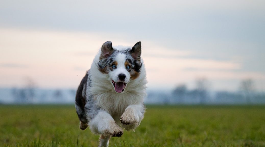 Australian Shepherd