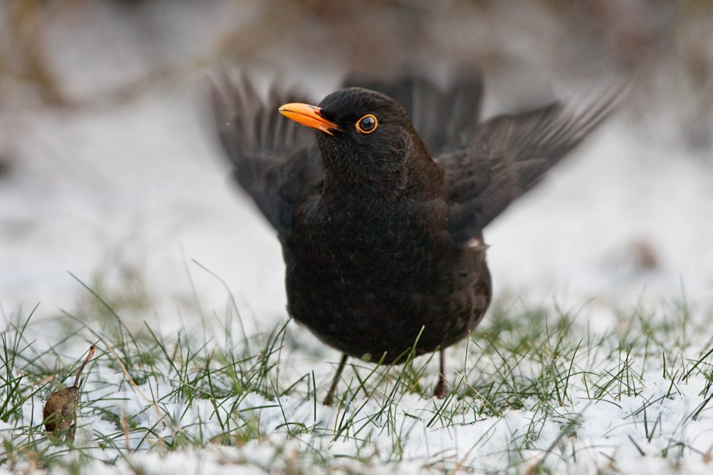 Amsel