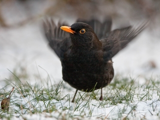 Amsel