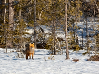 20100416-_1D_1529.jpg