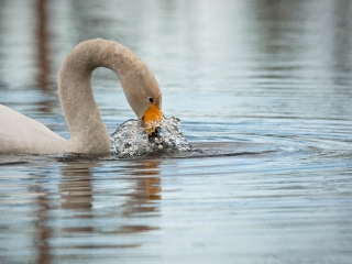 20100417-_1D_1889.jpg