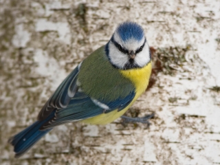 Blaumeise
