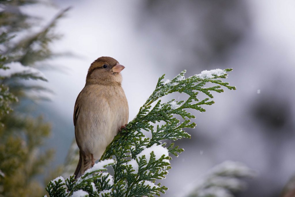 Haussperling - Spatz