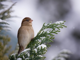 Haussperling - Spatz