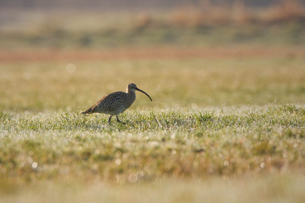 großer Brachvogel