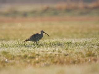 großer Brachvogel