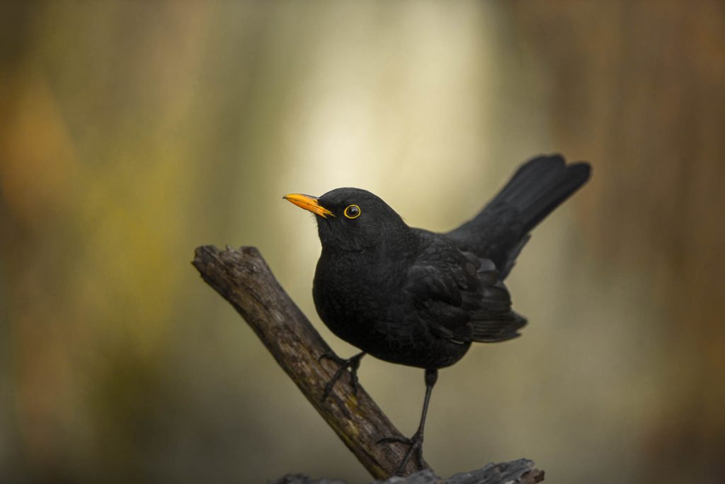 Amsel