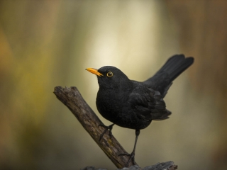 Amsel