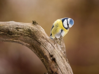 Blaumeise