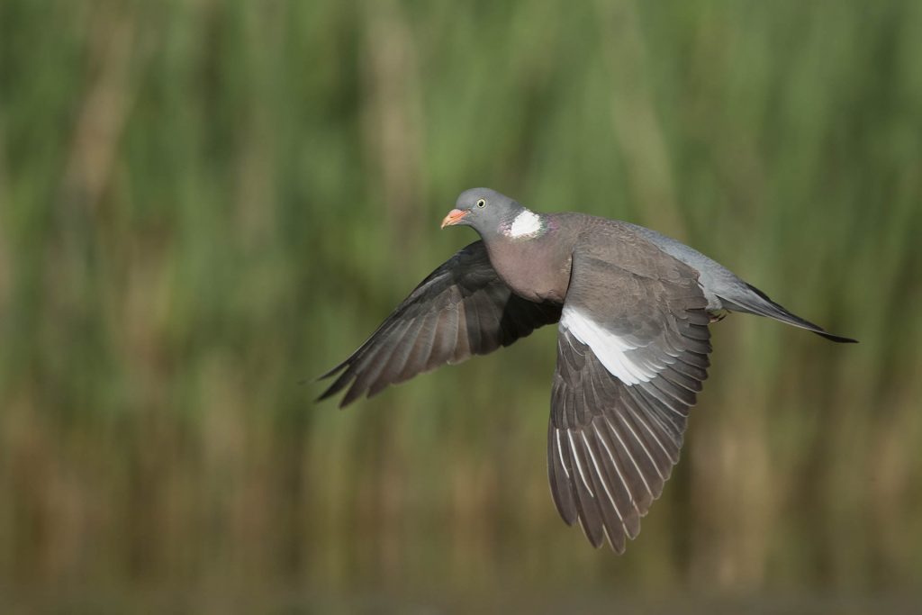 Ringeltaube im Flug