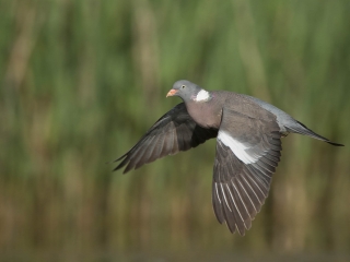 Ringeltaube im Flug